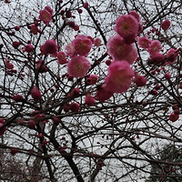 ��������Ϊ����ֻ������������