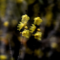 �����ع⡣