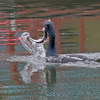 ������˶��������