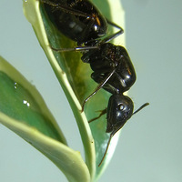 ��ǳ������