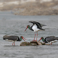 �����ָ��ŵĺ��١�