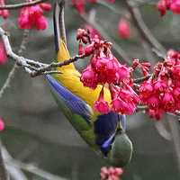 ֲ��԰��ӣ�����в��۵ĳȸ�Ҷ������