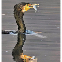 ������ôС���㣬��֪���ܷ�����ӣ�