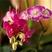 ��������С��