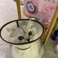 ��ϲ����è�����Ҹ�����һ����Ů����