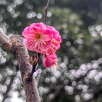 ������ݺ��÷ӭ�����ţ��ҷ����磡