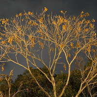 ��Ӱ����2601 ��ľҹ��ͼ