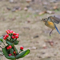 ��в��β�����