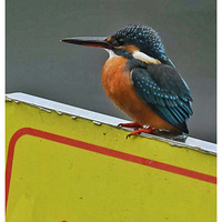 ��ʾ���ϵĴ���