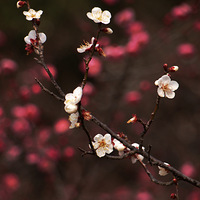 ����ֲ��԰÷��Ʈ��