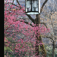 ���߿���