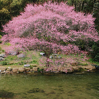 �����ߵ�÷����