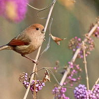 �������̬��԰������е�С������ͷѻȸ