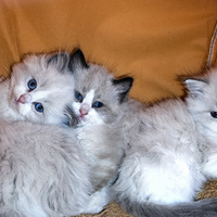 �ԼҲ�ż���¼ҡ�