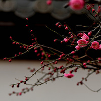 ÷��ӭ��ʢ����