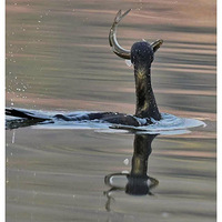 ץ����������