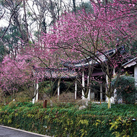 ������÷��ʢ��