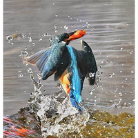 ץ����Ĵ���