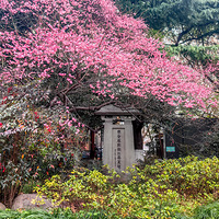 �ڰ���������Ӣ�ұ�ǰ��÷ʢ������֤�Ƕ�Ӣ���뱯׳�����¡�