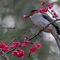 ֲ��԰��ӣ�����еġ��ɻ�����������̽���