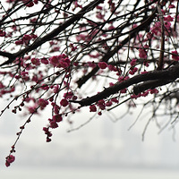 ����÷��ͷ��