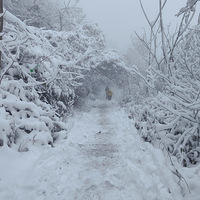 �ຼ����̤ѩ