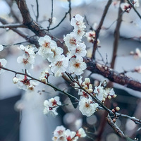 ���ε��ٹ����ػ����İ�÷����ʢ����