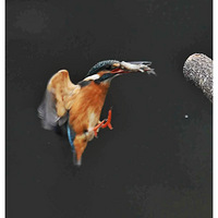 ץ������С��һ��