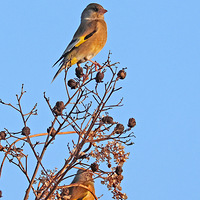 ֲ��԰֦ͷ�ϵĽ��ȸ