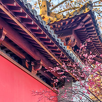 �ȸ���ǰ��÷ʢ������÷��ǽ�����ӳ��