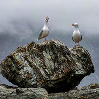 ��������