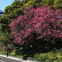 ��Ӱ����2602 ��ڱ�������