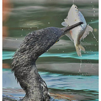 ���ץ��������