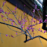 ��������º�÷����