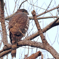 �������̬��԰���Ҷ����ص㱣������ูӥ