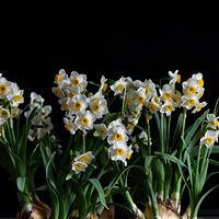 ��������ˮ�ɡ�