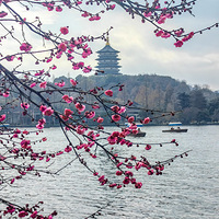 ˫Ͷ�ŵĺ�÷���׷���������ˮ����ͬ���ɵĶ��ػ��棡