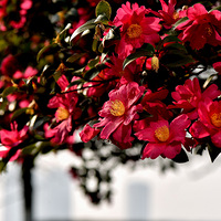 ���������ꡪ����÷ʢ����