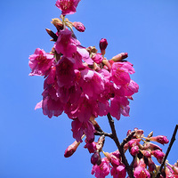 �°�����Ұɭ�ֹ�԰����ӣ������