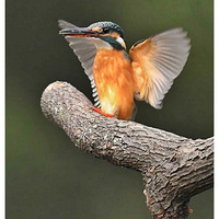 ����ץ���