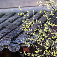 ���߿���