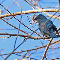 �������̬��԰��֦�ϵ�ͭ���l