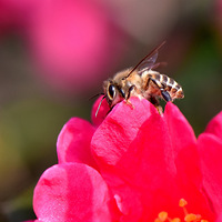 ���͵�С�۷䡣