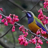 ֲ��԰��ӣ�����в��۵ĳȸ�Ҷ������