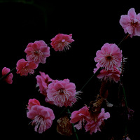 ��ǰ���һ���ġ����� ǽ����֦÷���躮���Կ��� ң֪����ѩ��