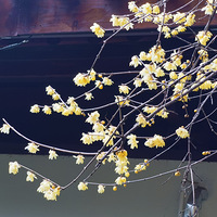 ��ɽ��÷��