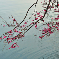 ˫Ͷ�ź�÷����