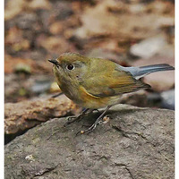 ��в��β𶡪����������