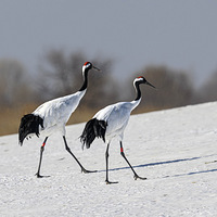 �����ף������ں�����ʡ����������������Ҽ���Ȼ��������