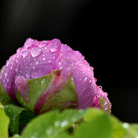 ����ĵ��ӭ�´���